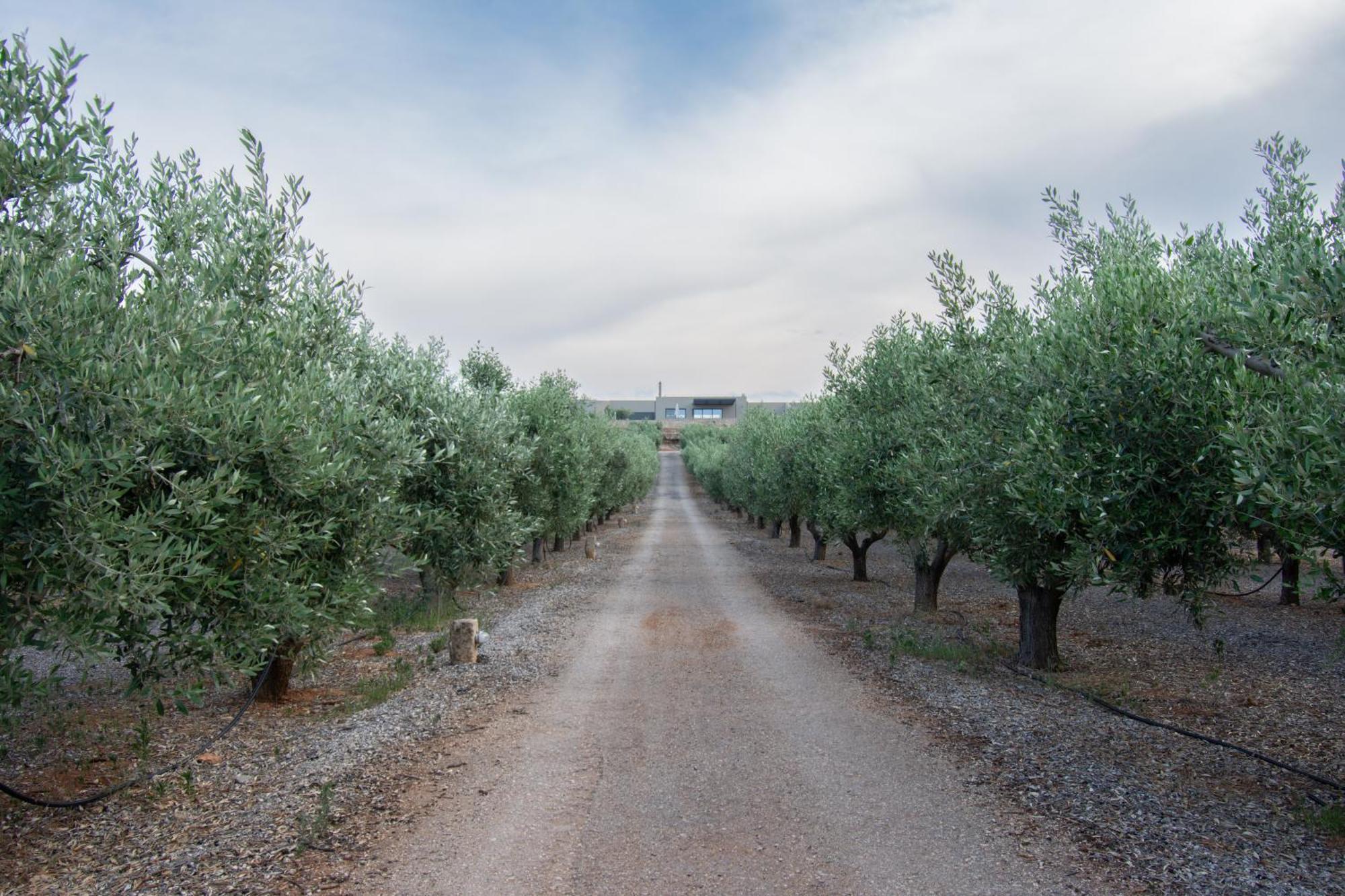 Villa The Olive Hill Ássos Esterno foto