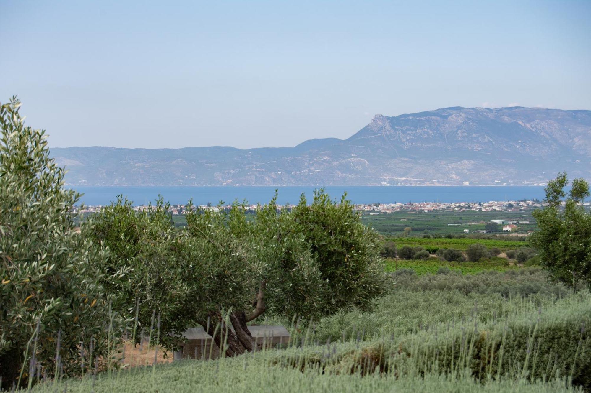 Villa The Olive Hill Ássos Esterno foto
